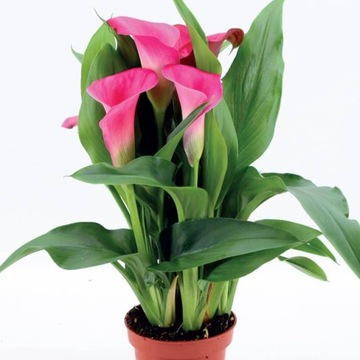 Zantedeschia Kalla Kalia Captain Samba 1 szt.