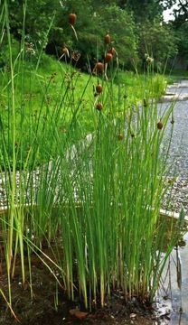 Маленький рогоз Typha minima для пруда и вокруг него.