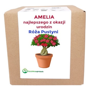 Ekologiczny prezent zestaw róża urodzin AMELIA