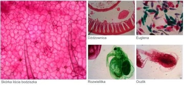 Микроскоп школьный детский оптический 2л/400х + книга БЕСПЛАТНО!