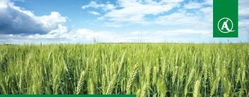 CHWASTOX EXTRA 300 SL 1L NA CHWASTY DWULIŚCIENNE W Zbożach Chwastobójczy