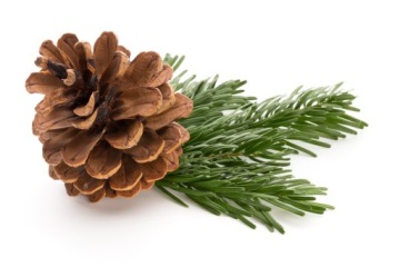 СОСНОВЫЕ ШИШКИ С ПРИЩЕПКОЙ ДЕКОРАТИВНЫЕ РОЖДЕСТВЕНСКИЕ УКРАШЕНИЯ ДЛЯ ЦЕНТРАЛЬНЫХ БЛЮД 14 ШТ.