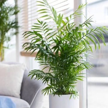 Chamaedorea elegans -żywo zielona palma rozmiar L