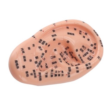 17 cm punkty akupunktury Model masażu ucha Model masażu ucha do NV