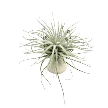 Tillandsia tectorum var. snow Oplątwa omszona snow - Żywa Roślina