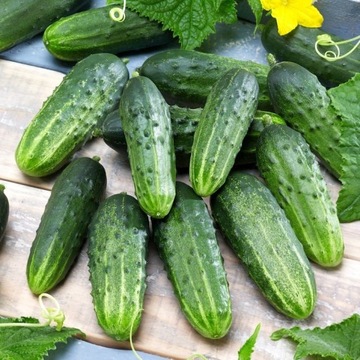 Cucumber śremski № 1 в Польше, устойчивые семена 2023