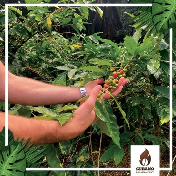 Подарочный набор свежеобжаренных КОФЕ В ЗЕРНАХ 6x250г - Cubano Coffee Roaster