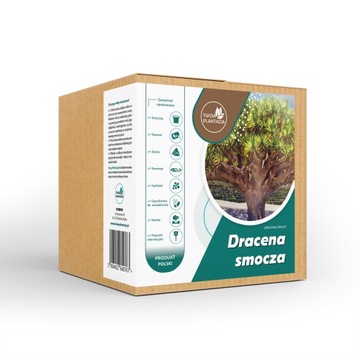 Ogrodniczy box startowy Dracena smocza