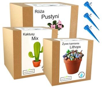 Mix zestawów do uprawy doniczka sukulenty nasiona