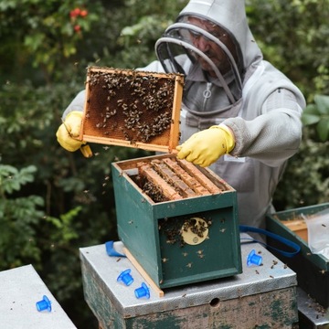 TARASOWA KLATKA DO ŁAPAKA PSZCZELI MLECZKA PSZCZELI