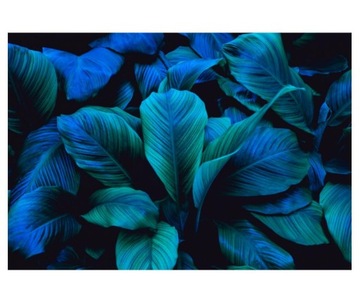 Fototapeta 368x254cm liście Spathiphyllum