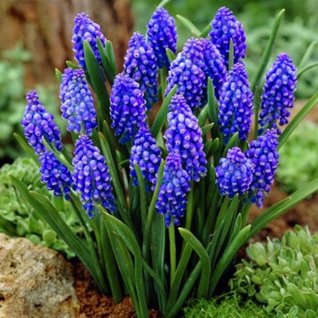 MUSCARI SZAFIREK ARMEŃSKI niebieski 10 szt.
