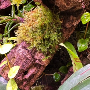 Живой мох Invitro Natural Moss for Terrarium vesularia Christmas Moss
