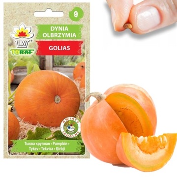 NASIONA DYNI DYNIA OLBRZYMIA GOLIAS CUCURBITA MAXIMA OWOCE DO 30KG 4G