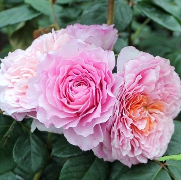 Роза крупноцветковая Eisvogel Tantau Scented