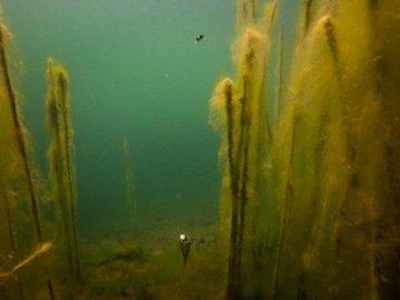 Комплект поплавка Fox для зигзага Riga Zig Float