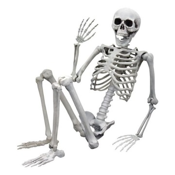 SZKIELET CZŁOWIEKA MODEL KOŚCIOTRUP HALLOWEEN 170c
