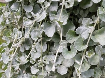 Dichondra Silver Falls P9 srebrne wodospady, ozdobne liście
