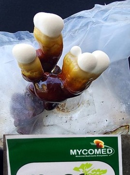 Генератор CO2 Мини 2х1 кг для выращивания растений - Mycomed