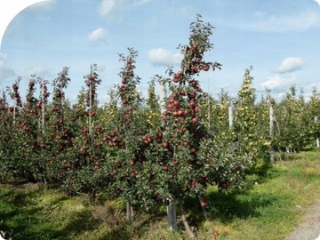 Суми Агро Моспилан Инсектицид 20 г
