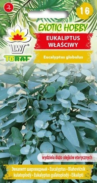 Семена синего эвкалипта ОТПУСКАЮТ МУХ И КОМАРОВ 10 семян BIOSEDES