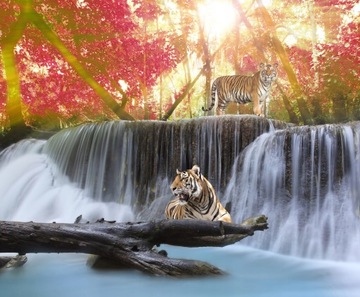 FOTOTAPETA NATURA ZWIERZĘTA TYGRYSY WODOSPAD