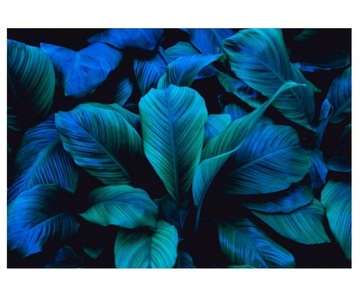 Fototapeta 416x290cm liście Spathiphyllum