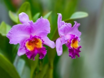 ЗЕМЛЯНОЙ СУБСТРАТ ИЗ СОСНОВОЙ КОРЫ ТЕПЛИЦЫ МИКОРИЗА ДЛЯ ОРХИДЕИ