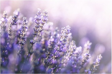 Ecome Органический гидролат лаванды, 200 мл, бульон