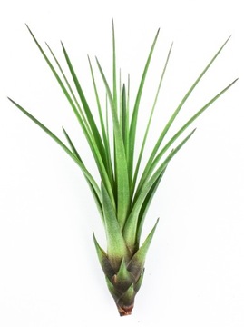 Tillandsia 'Melanocrater' AIR PLANTS - Piękna Oplątwa- Idealna Do Terrarium