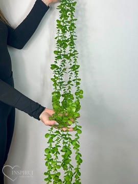ЭВКАЛИПТОВАЯ ГИРЛЯНДИЯ С ЛИСТЬЯМИ ЭВКАЛИПТА ЗЕЛЕНЫЕ ПОДВЕСНЫЕ ИСКУССТВЕННЫЕ ЦВЕТЫ 110см