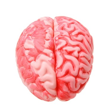 1x пластиковый мозг