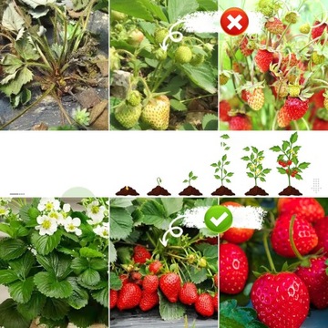 ЛАМПА ДЛЯ РОСТА РАСТЕНИЙ 72LED USB ТАЙМЕР БЕЛАЯ НОВАЯ