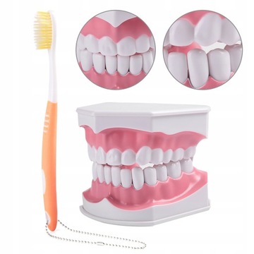 MODEL ZĘBÓW DENTYSTYCZNYCH DLA DOROSŁYCH