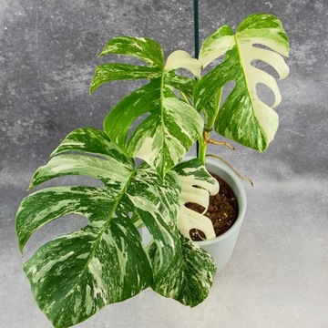 MONSTERA deliciosa VARIEGATA kolekcjonerski roz. L Doskonały Gen