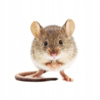 МЫШИНЫЙ, КРЫСИНЫЙ ЯД - МУРИБРОМ БРОДИФАКУМ КУБ 50 PPM (20 Г) 1,5 КГ