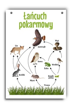 Tablica edukacyjna łańcuch pokarmowy A4