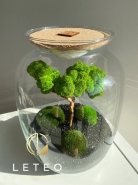 лес в банке мох бонсай хроботек растения из мха уникальный подарок премиум класса