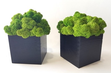 ХРОБОТУС МОХ В ЧЕРНОМ ГОРШКЕ