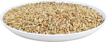 PSZENŻYTO PASZOWE 25 kg CZYSTE NASIONA