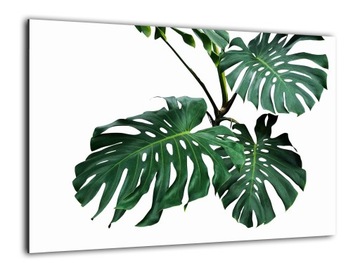 Tablica szklana ZIELONE LIŚCIE MONSTERA 60x40cm