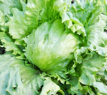 NASIONA SAŁATA KRÓLOWA LATA 1G KRUCHA