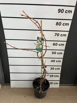 Hortensja pnąca biała Hydrangea anomala subsp. petiolaris XXL piękna kwitni