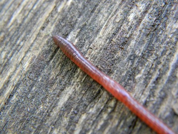 200шт Красные черви Калифорнийские дождевые черви