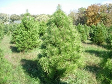 Sosna czarna Pyramidalis