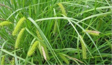 Turzyca Nibyciborowata Carex Pseudocyperus
