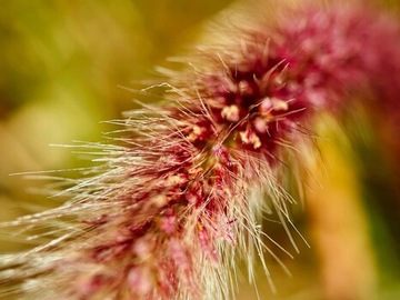 Объектив MOMENT Mobile Lens Macro 75 мм серии T