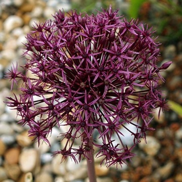 Allium Czosnek Firmament 1 szt.