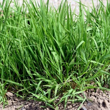 АГРОСАР 360SL 1Л СРЕДСТВО ОТ ВСЕХ СОРНЯКОВ