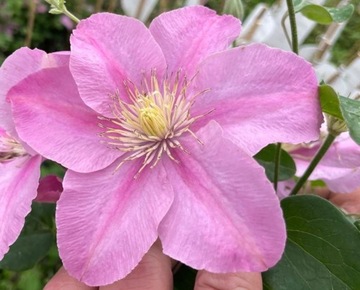 Powojnik clematis POMPEII piękne pnącze RÓŻOWE KWIATY odporna SADZONKA
